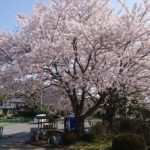 平成30年　桜満開　埼玉の公園墓地　庄和苑